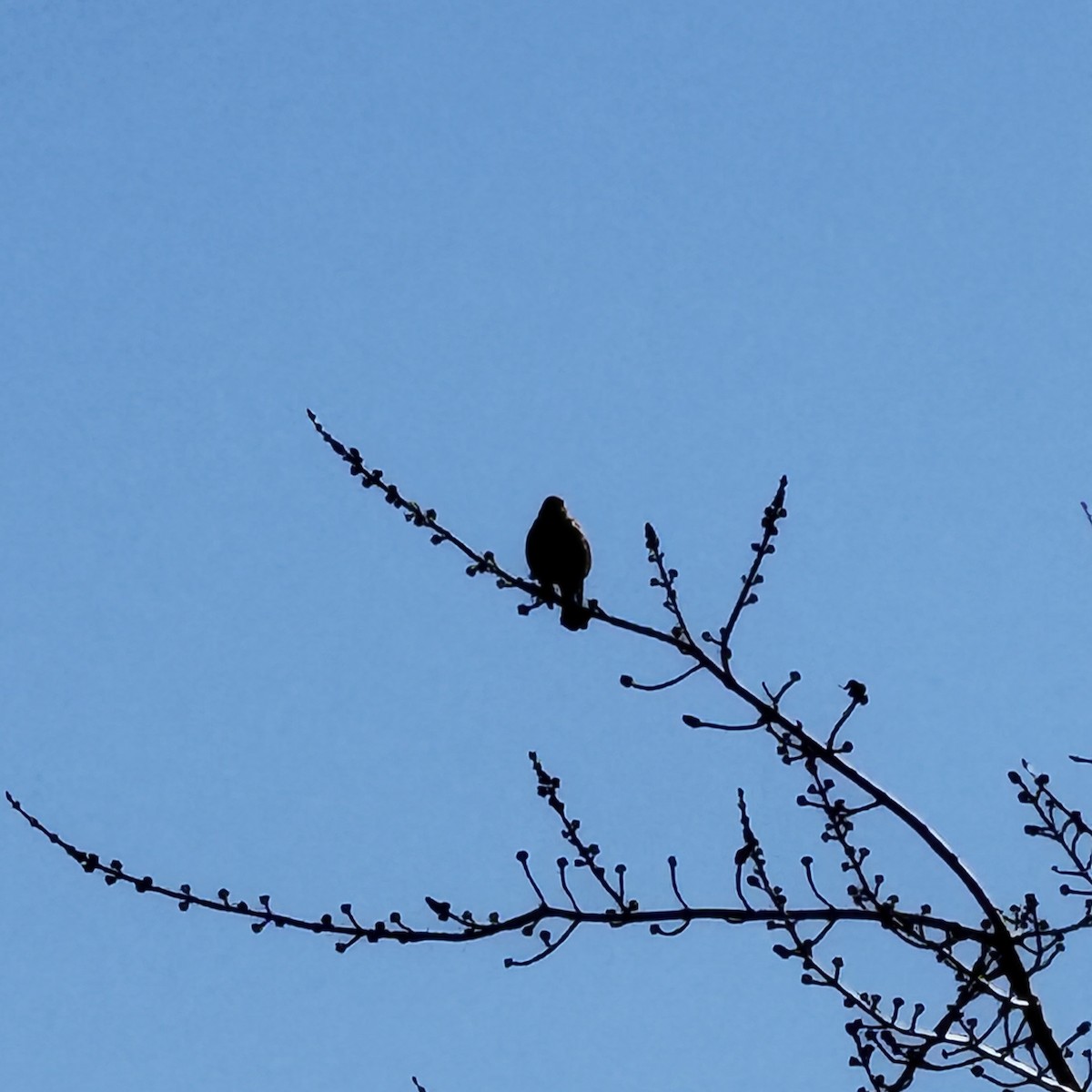 Rusty Blackbird - ML644162160