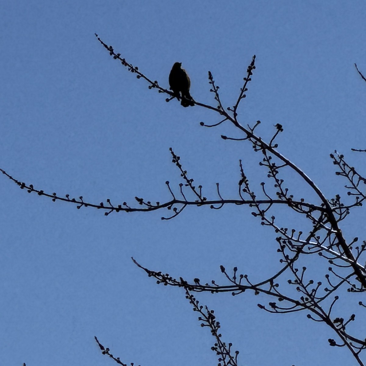 Rusty Blackbird - ML644162161