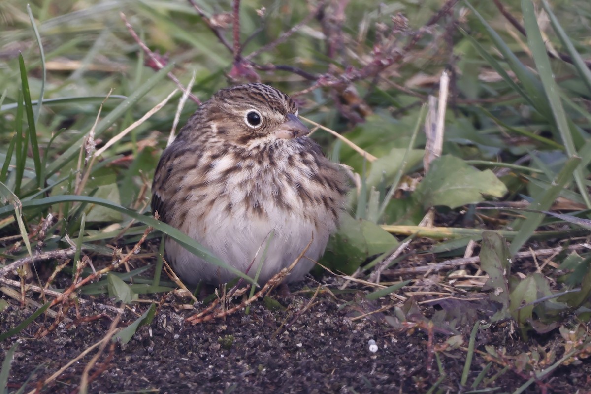 Bruant vespéral - ML644162165