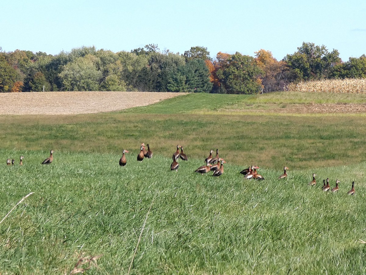 Black-bellied Whistling-Duck - ML644162172