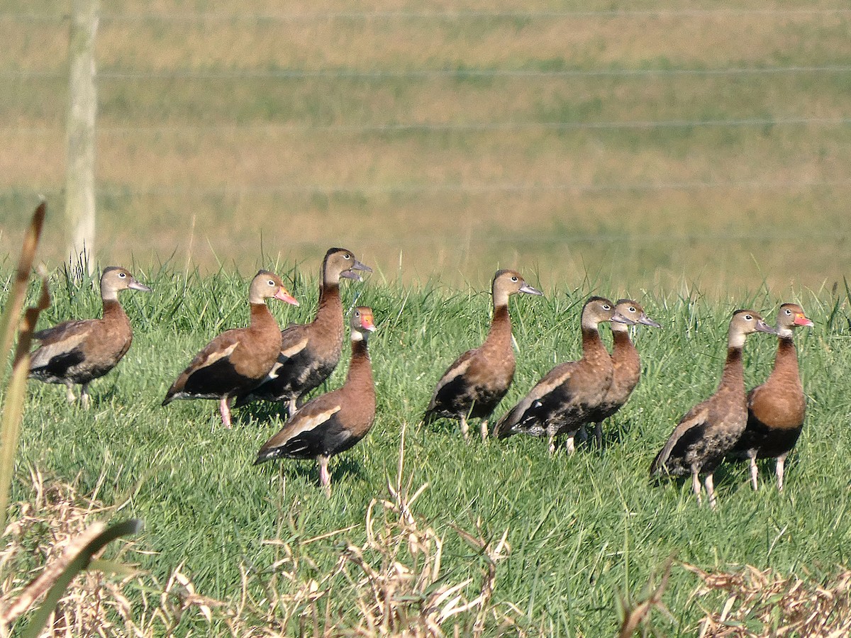 Black-bellied Whistling-Duck - ML644162173