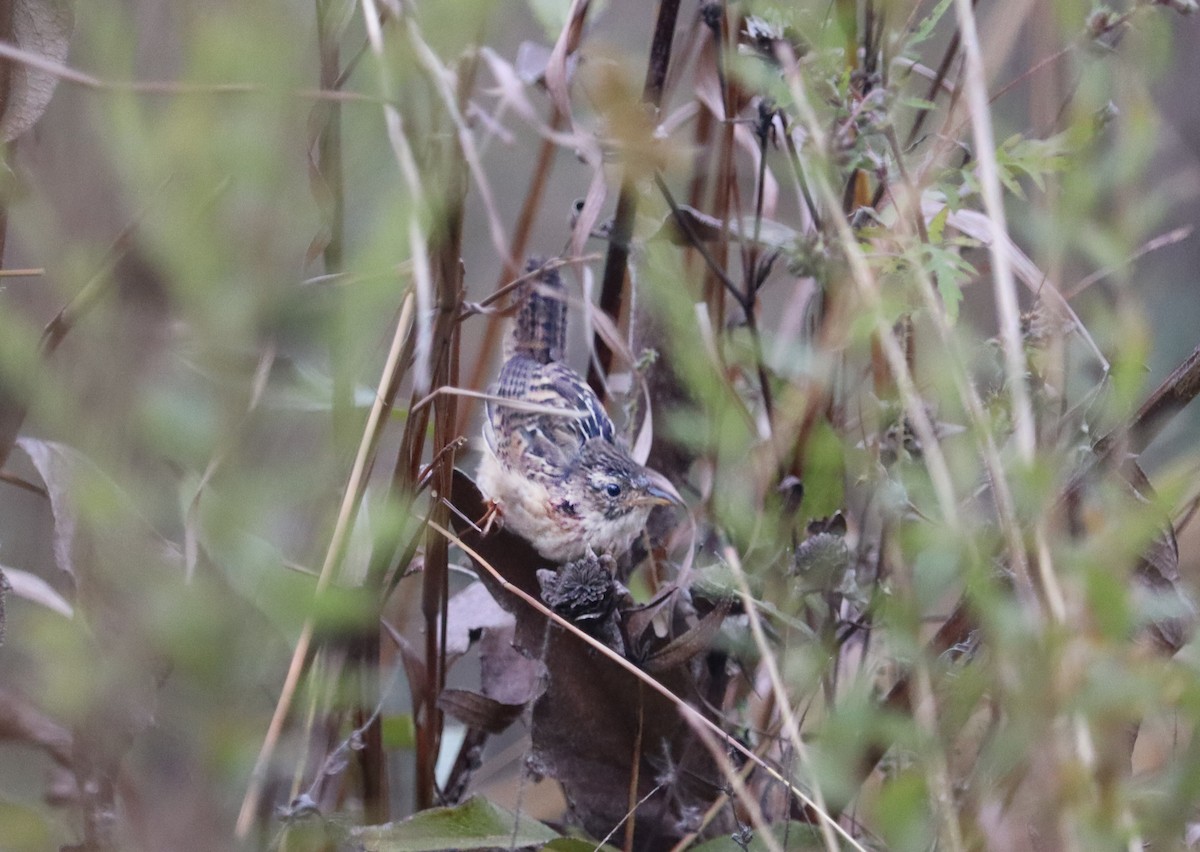 Sedge Wren - ML644162175