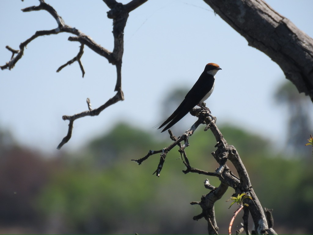 Ластівка ниткохвоста - ML644162186