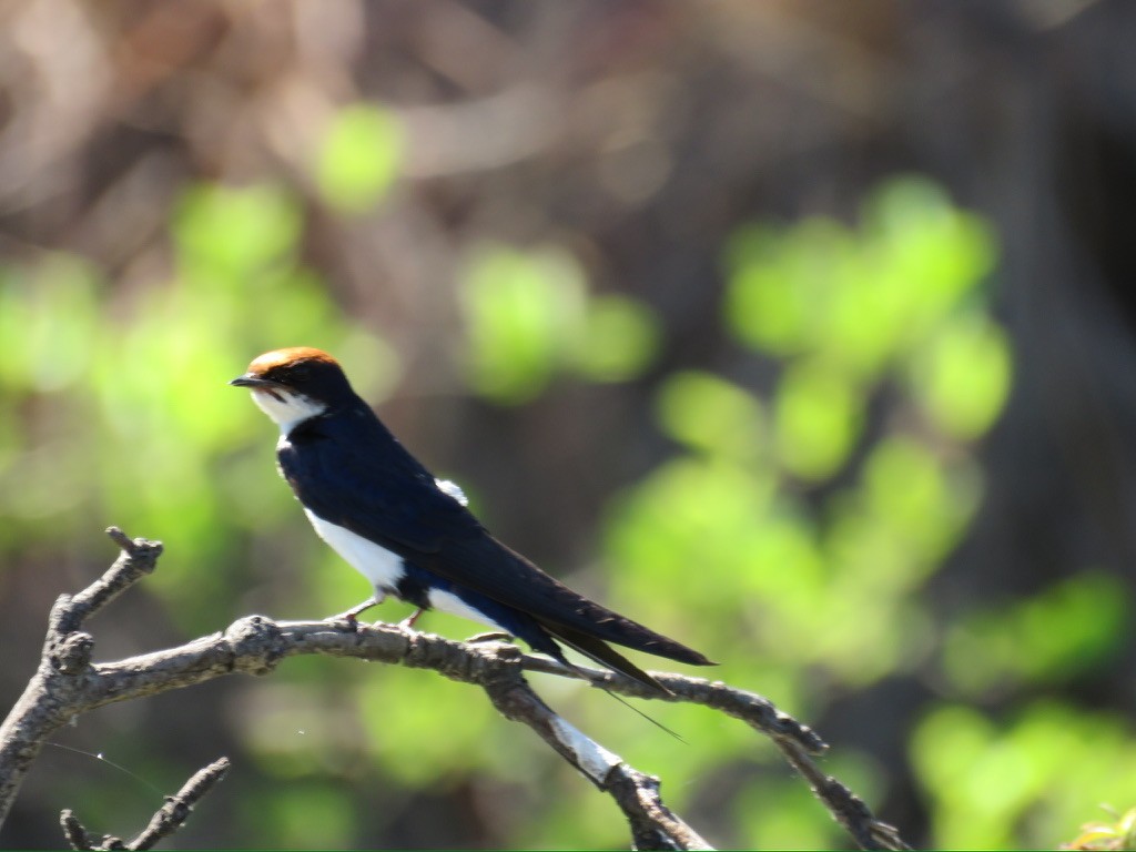 Ластівка ниткохвоста - ML644162187