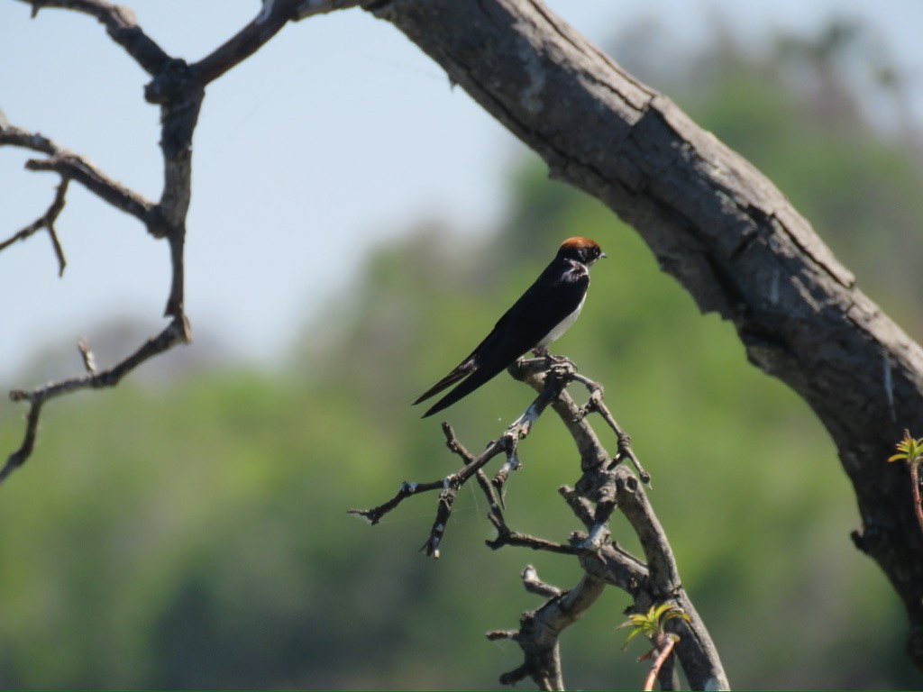 Ластівка ниткохвоста - ML644162188