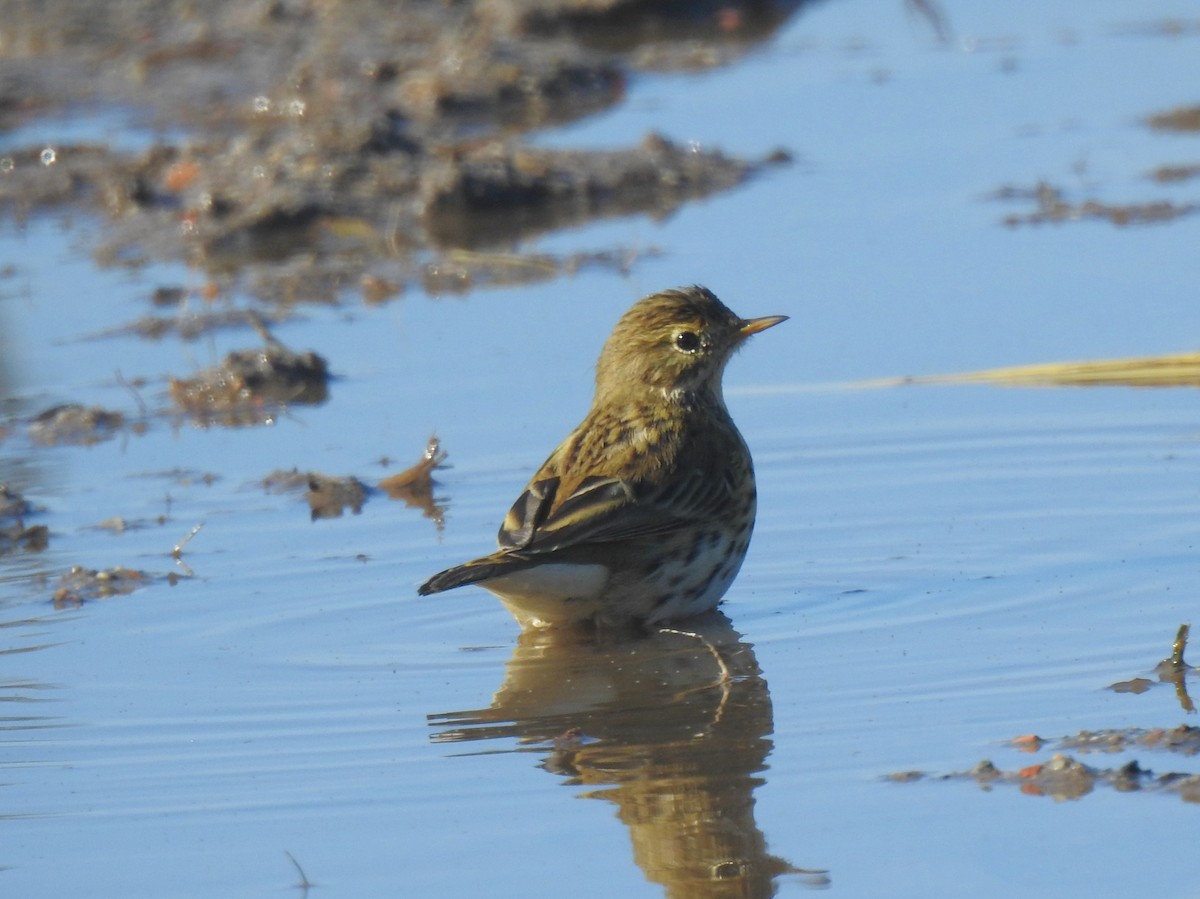 マキバタヒバリ - ML644162194