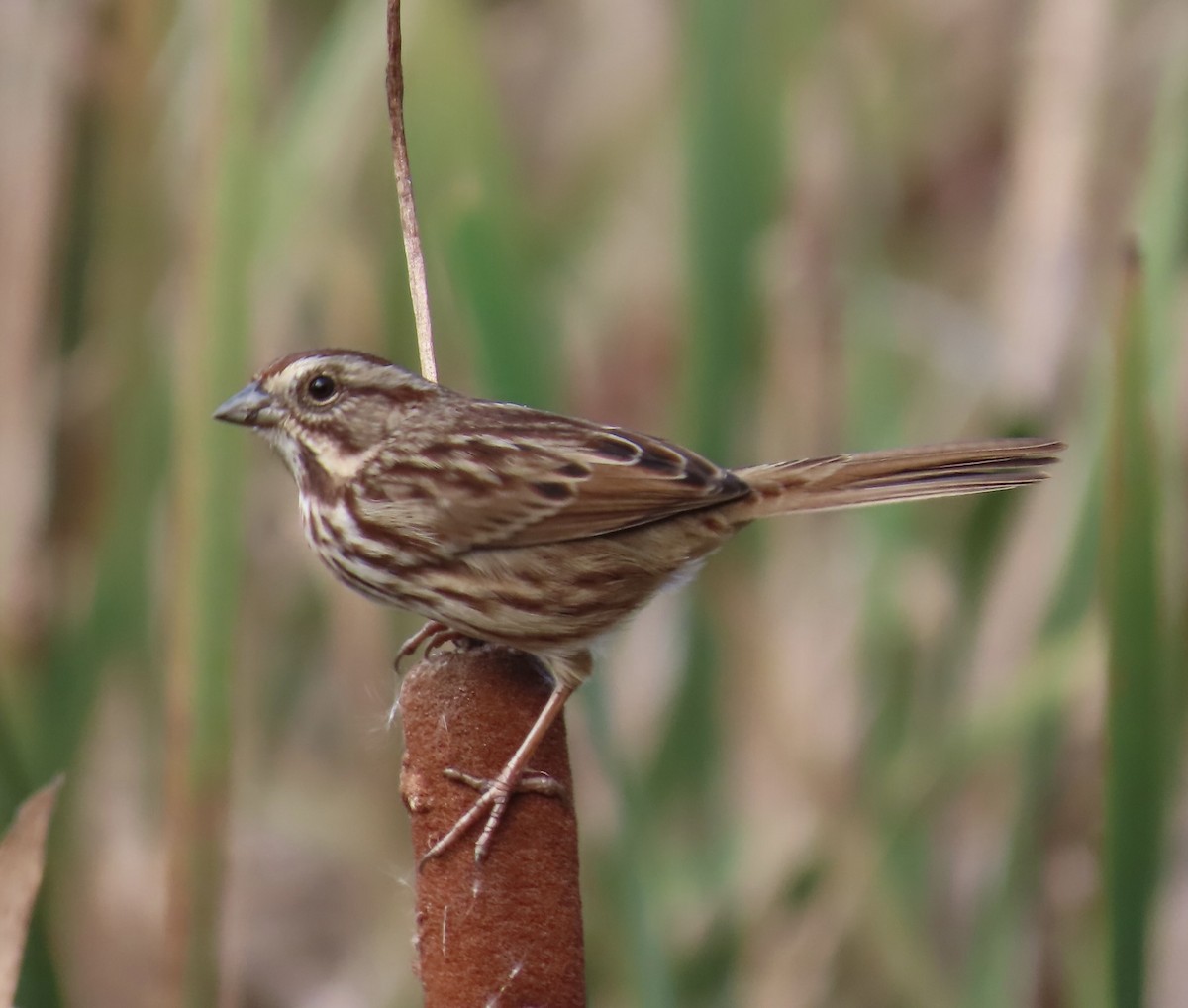 Song Sparrow - ML644162196
