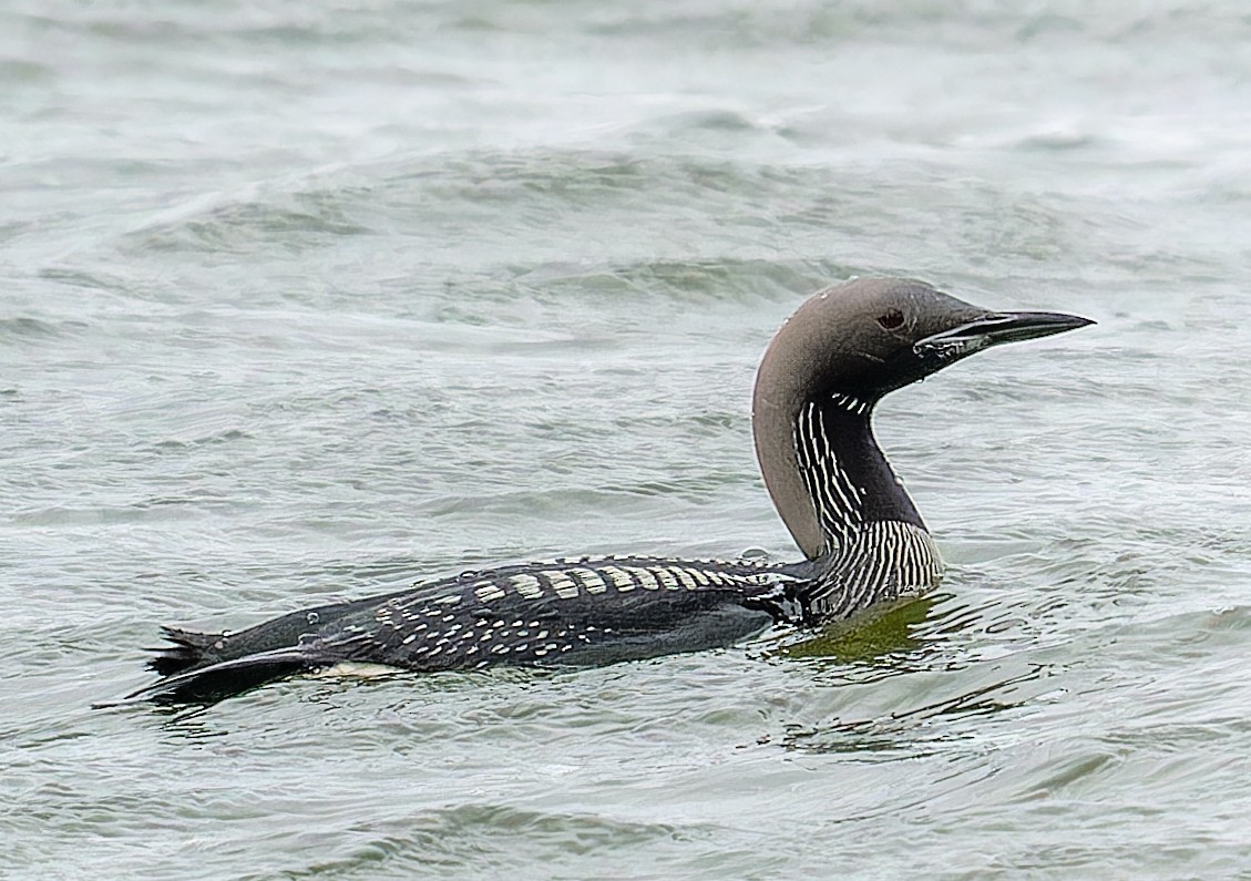 Arctic Loon - ML644162205
