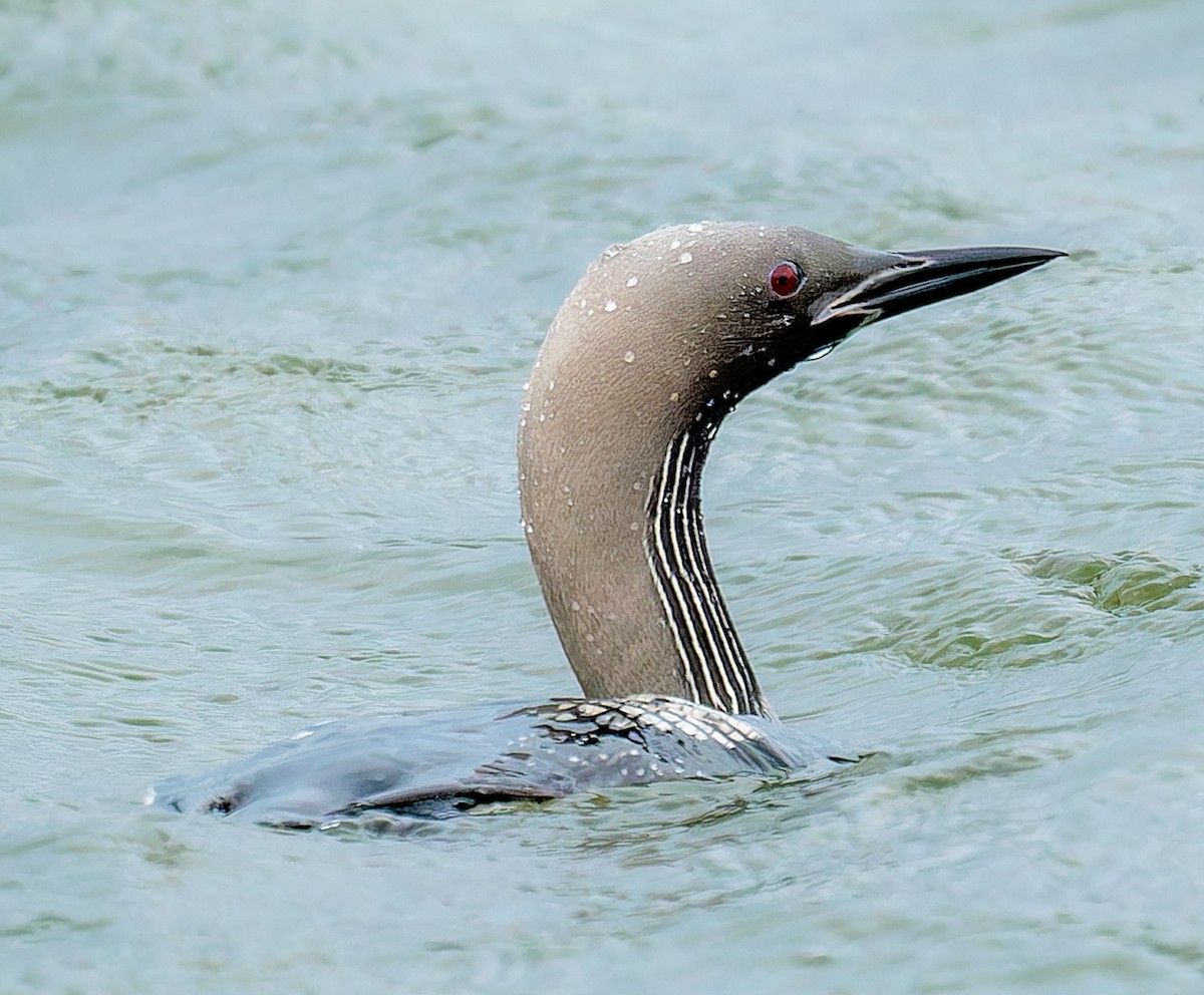 Arctic Loon - ML644162206