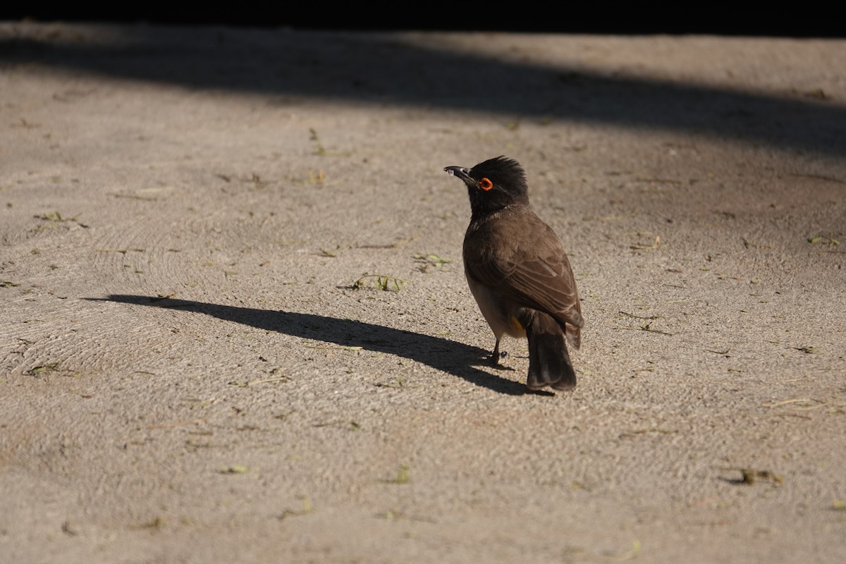 Bulbul brunoir - ML644162212