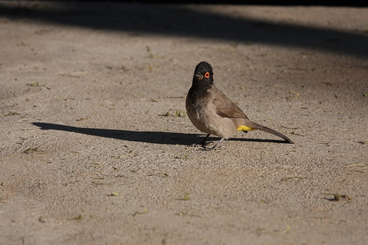 Bulbul brunoir - ML644162213