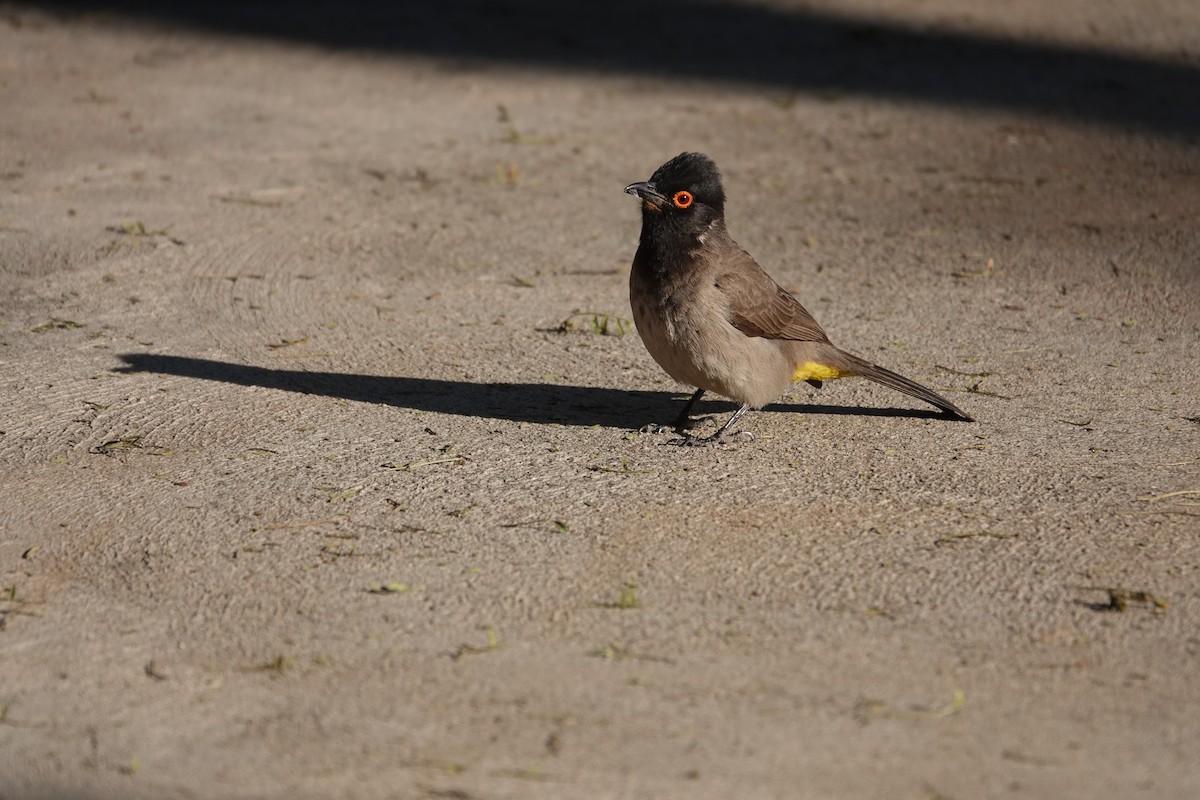 Bulbul brunoir - ML644162214