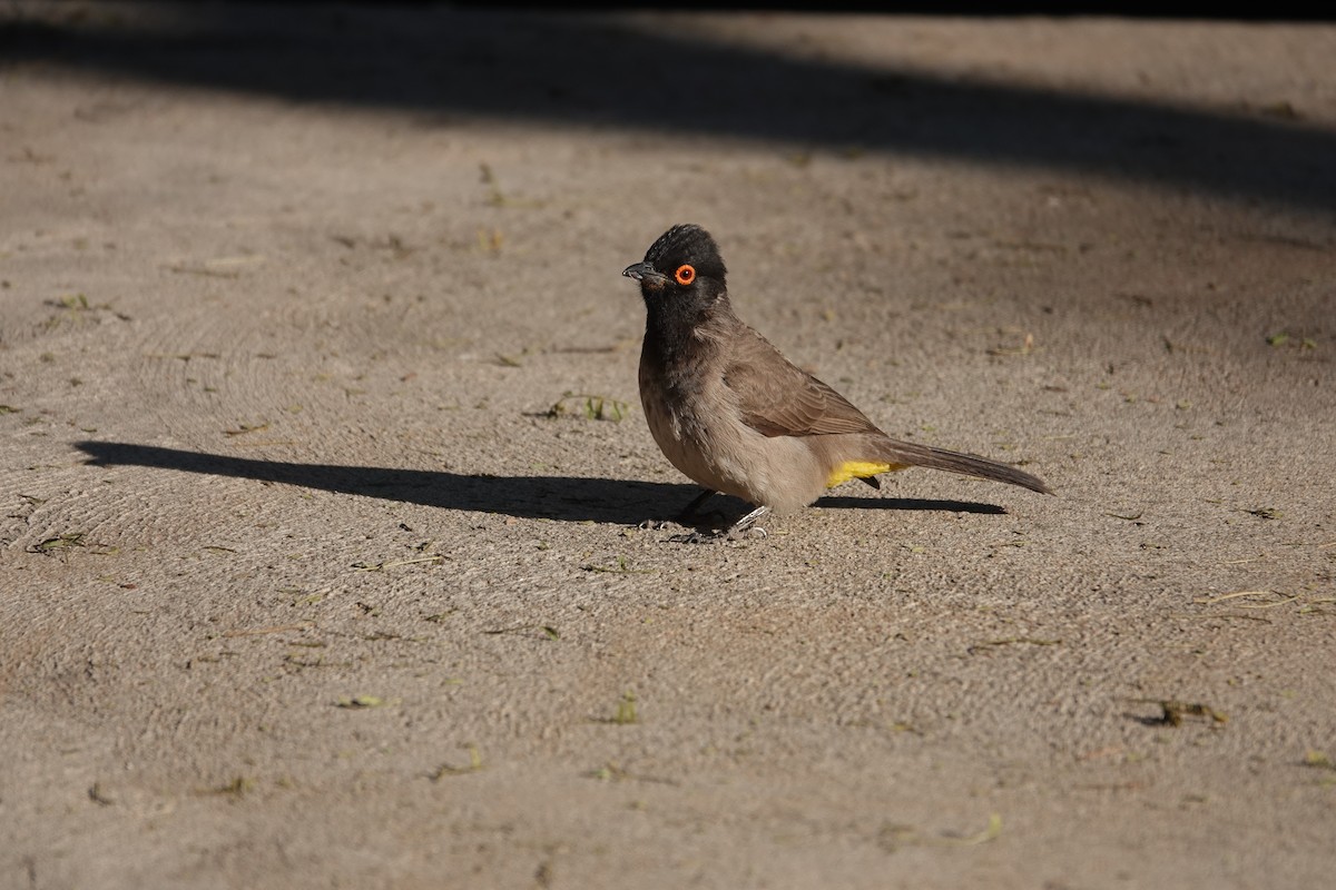 Bulbul brunoir - ML644162215