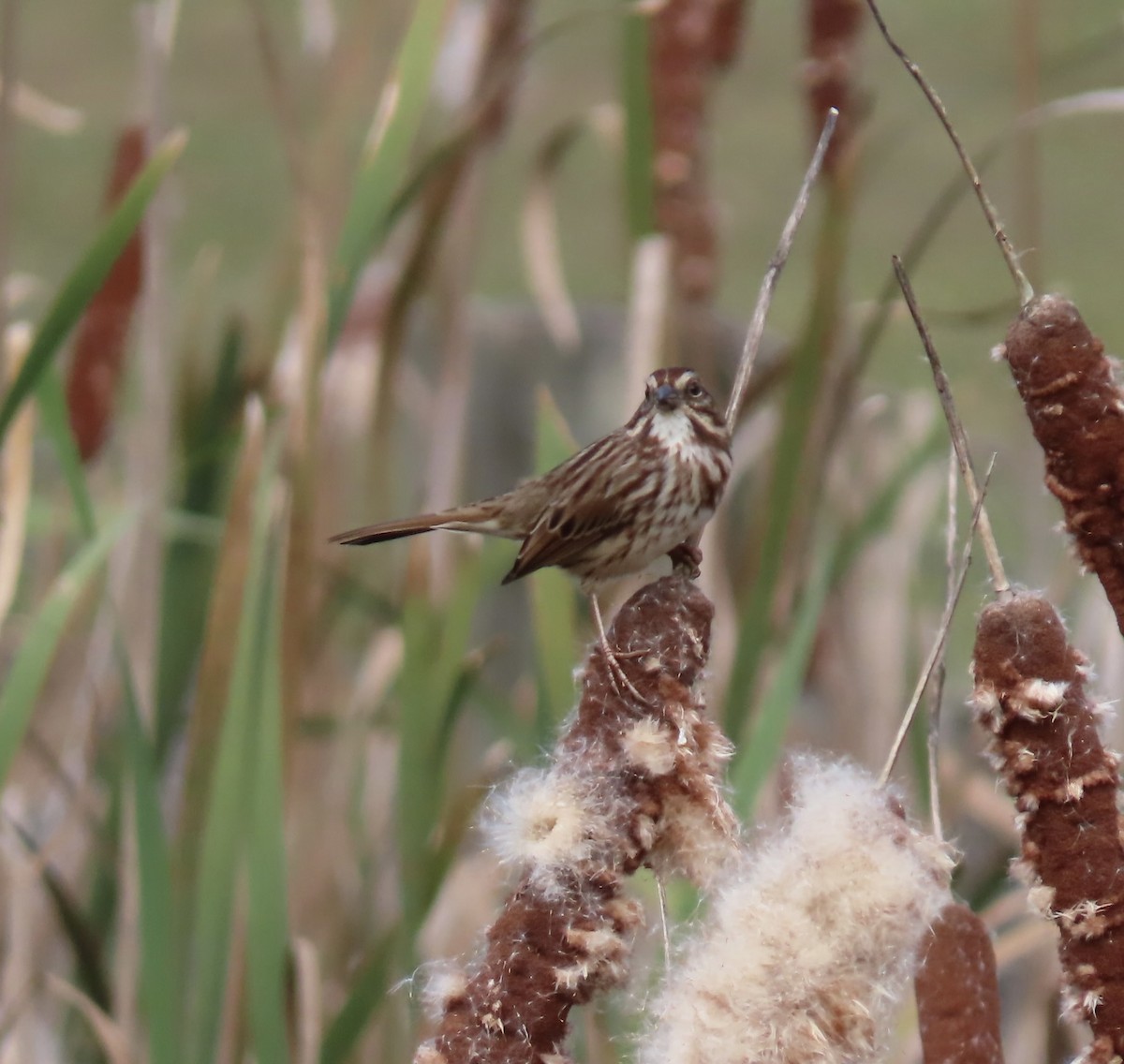 Song Sparrow - ML644162216