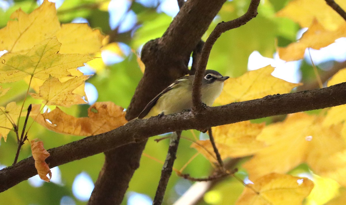 Blue-headed Vireo - ML644162222