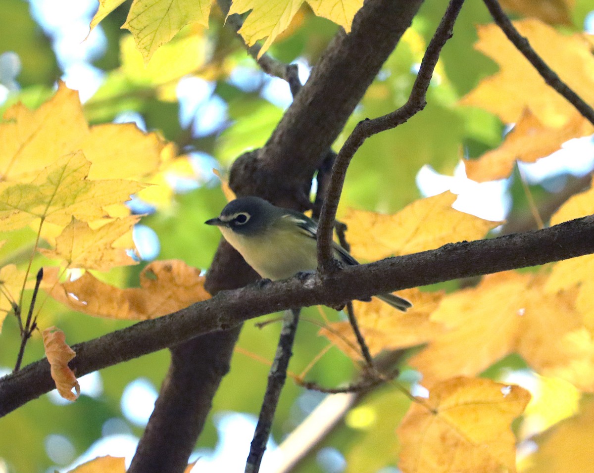 Blue-headed Vireo - ML644162223