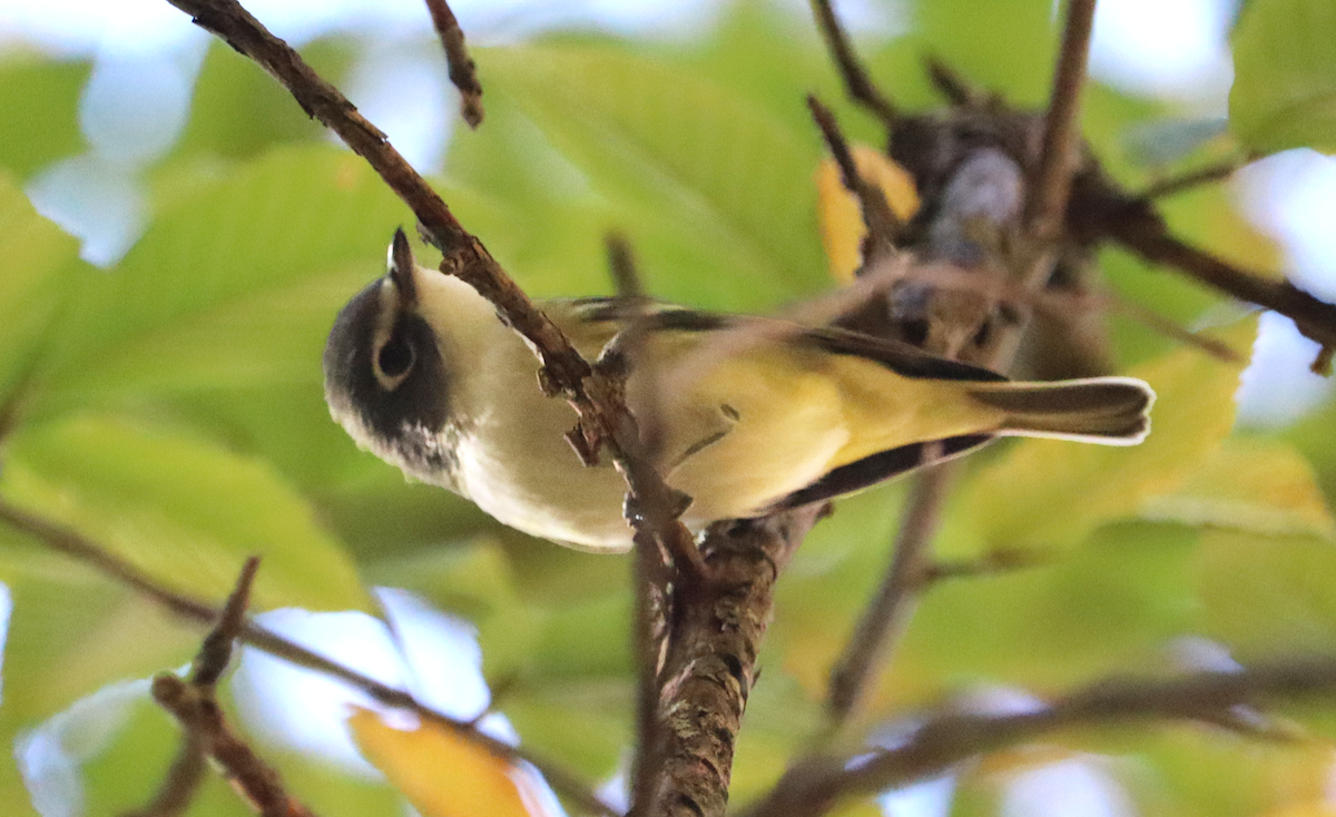Blue-headed Vireo - ML644162224