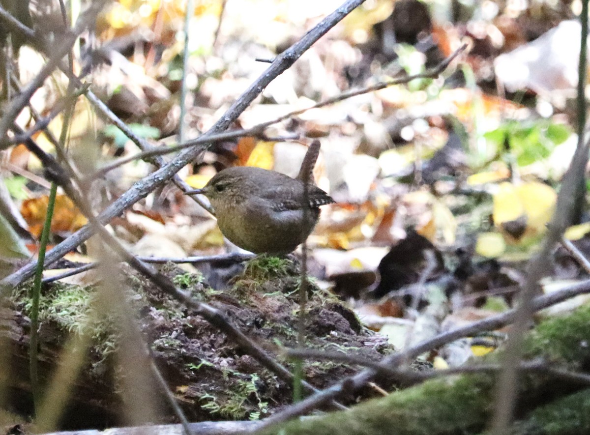 Winter Wren - ML644162240