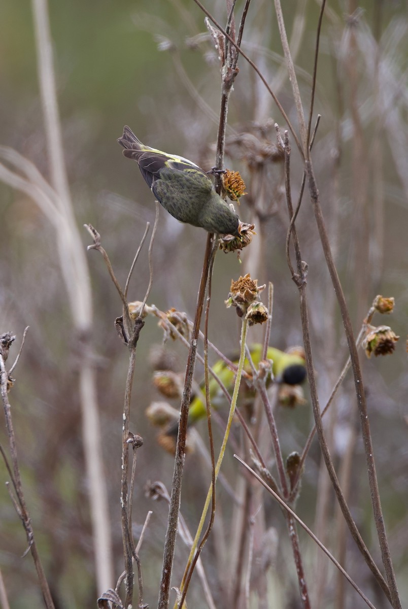 Andean Siskin - ML644162242