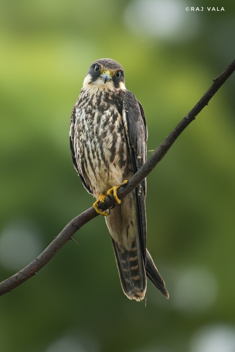 Eurasian Hobby - ML644162255