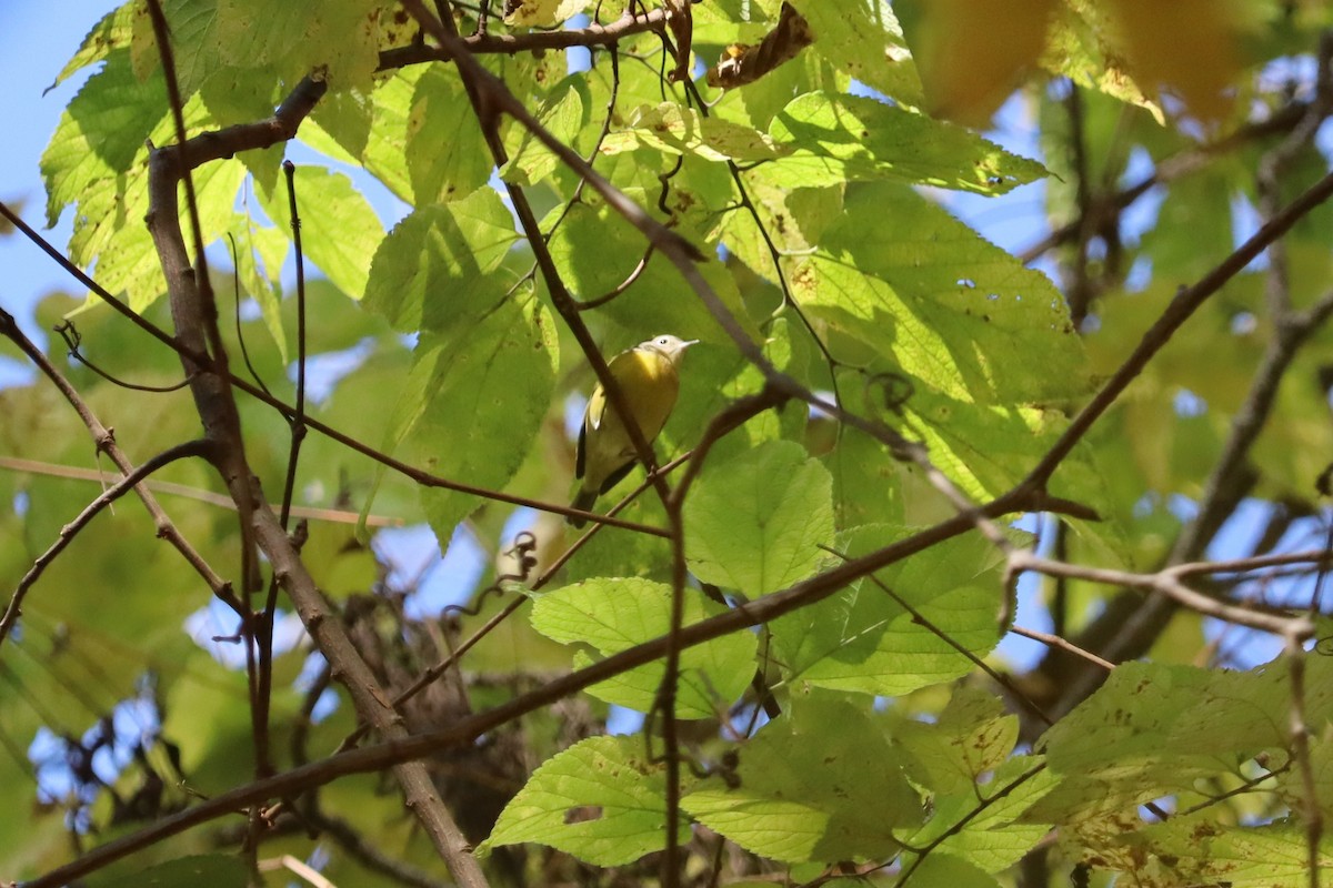 Nashville Warbler - ML644162265