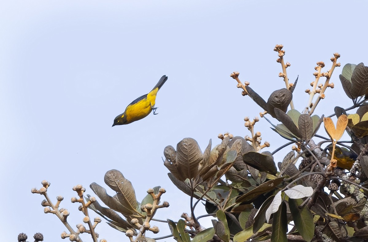 Tangara Lacrimosa - ML644162275