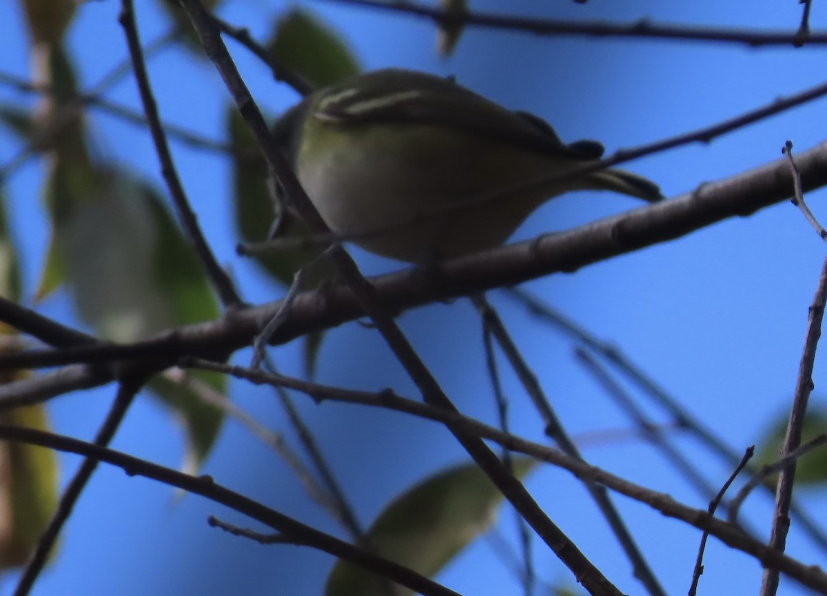 Blue-headed Vireo - ML644162277