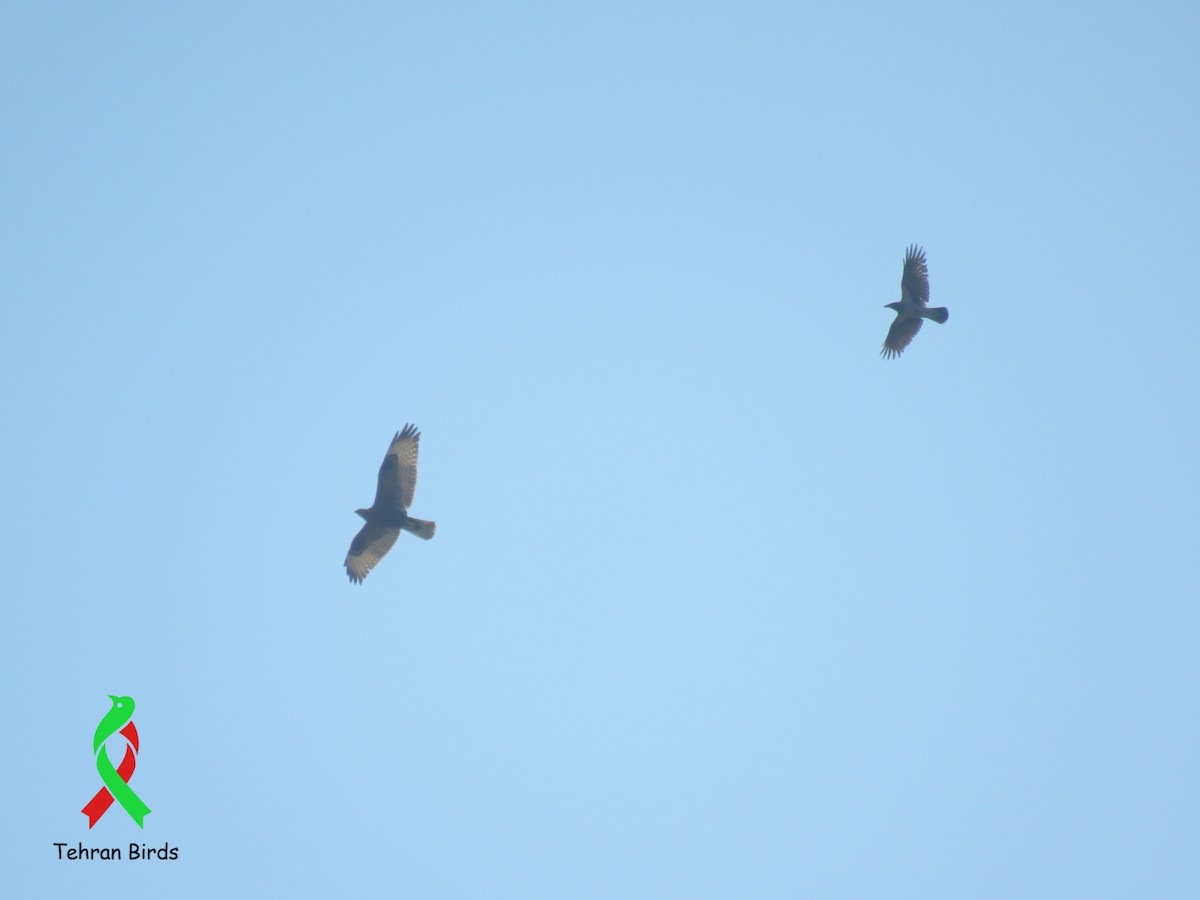 ニシオオノスリ - ML644162279