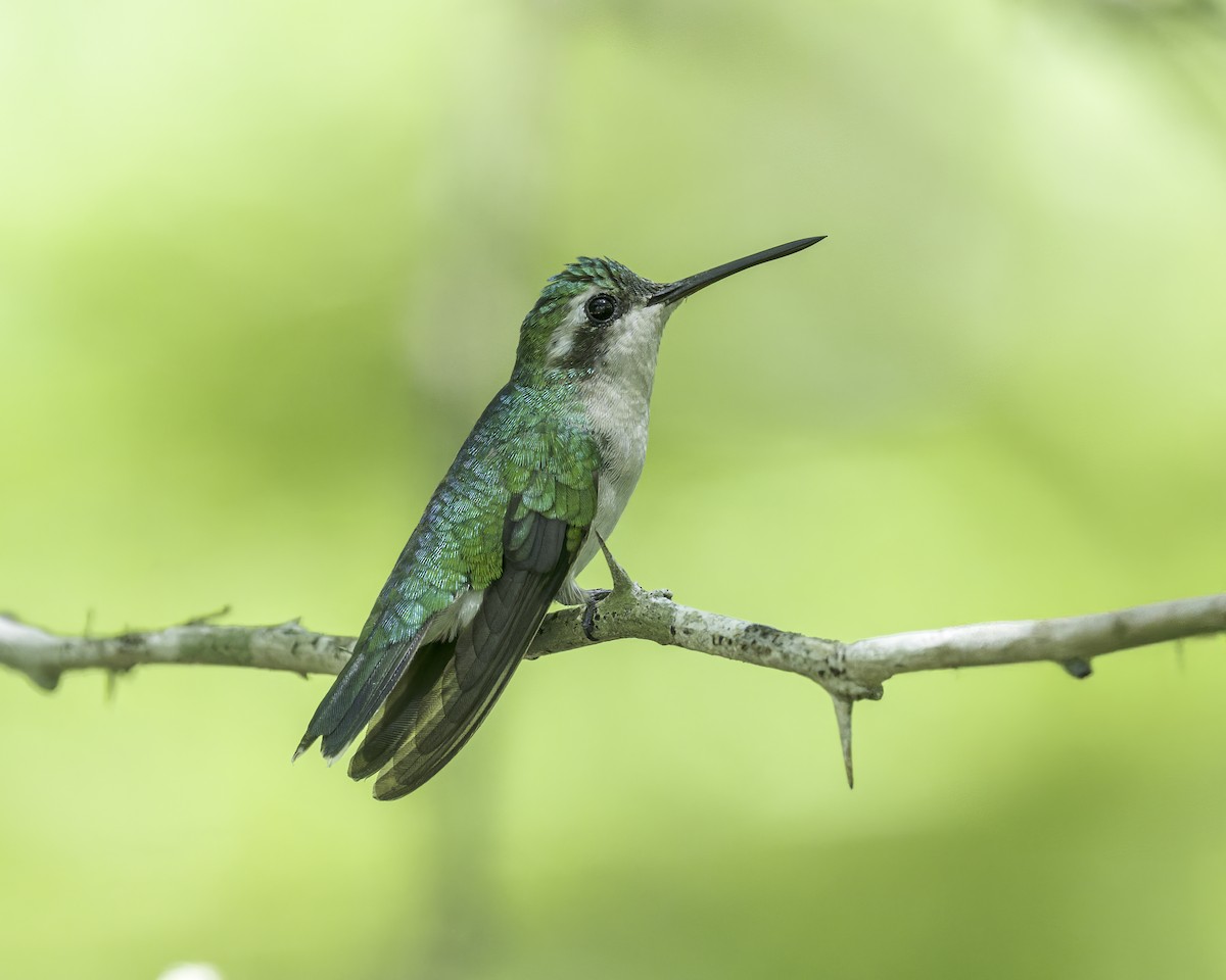 Red-billed Emerald - ML644162281