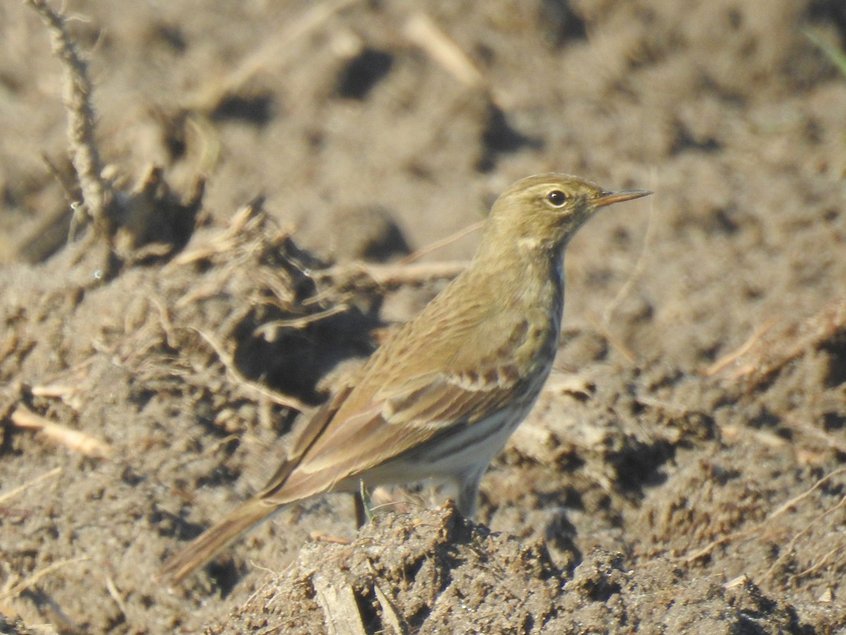 サメイロタヒバリ - ML644162302