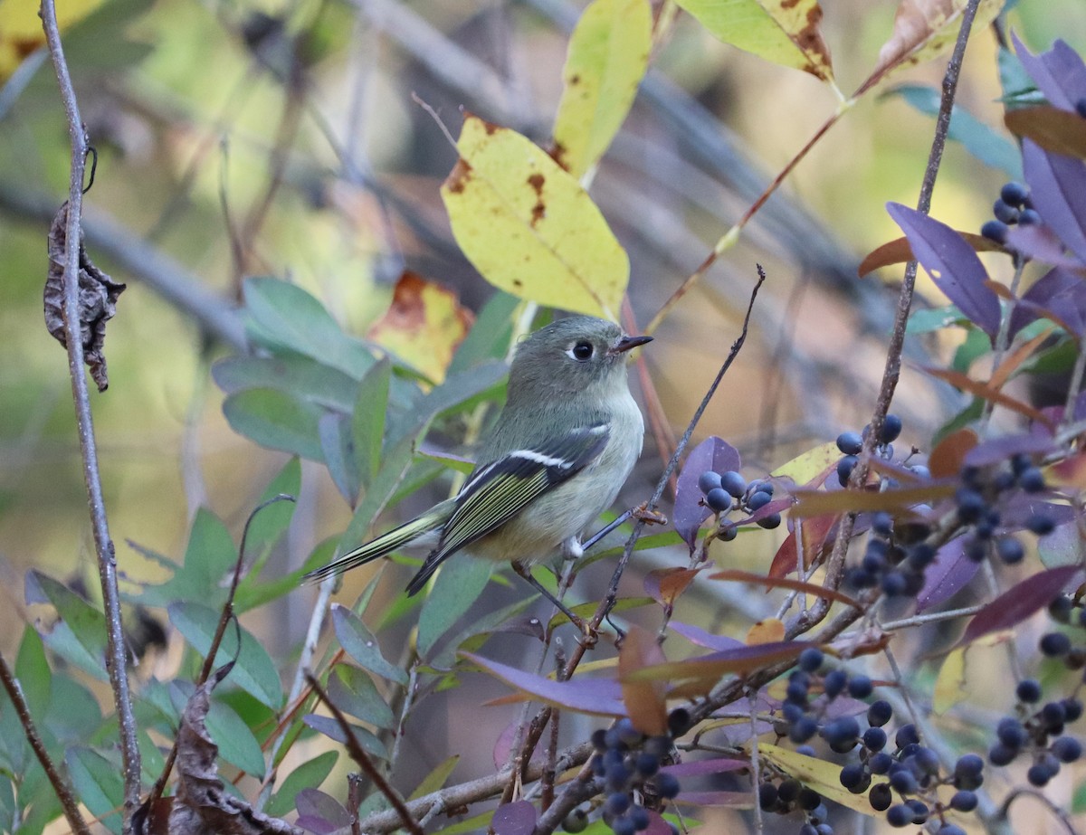 Ruby-crowned Kinglet - ML644162324