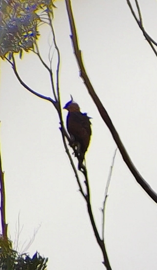 Ornate Hawk-Eagle - ML644162325