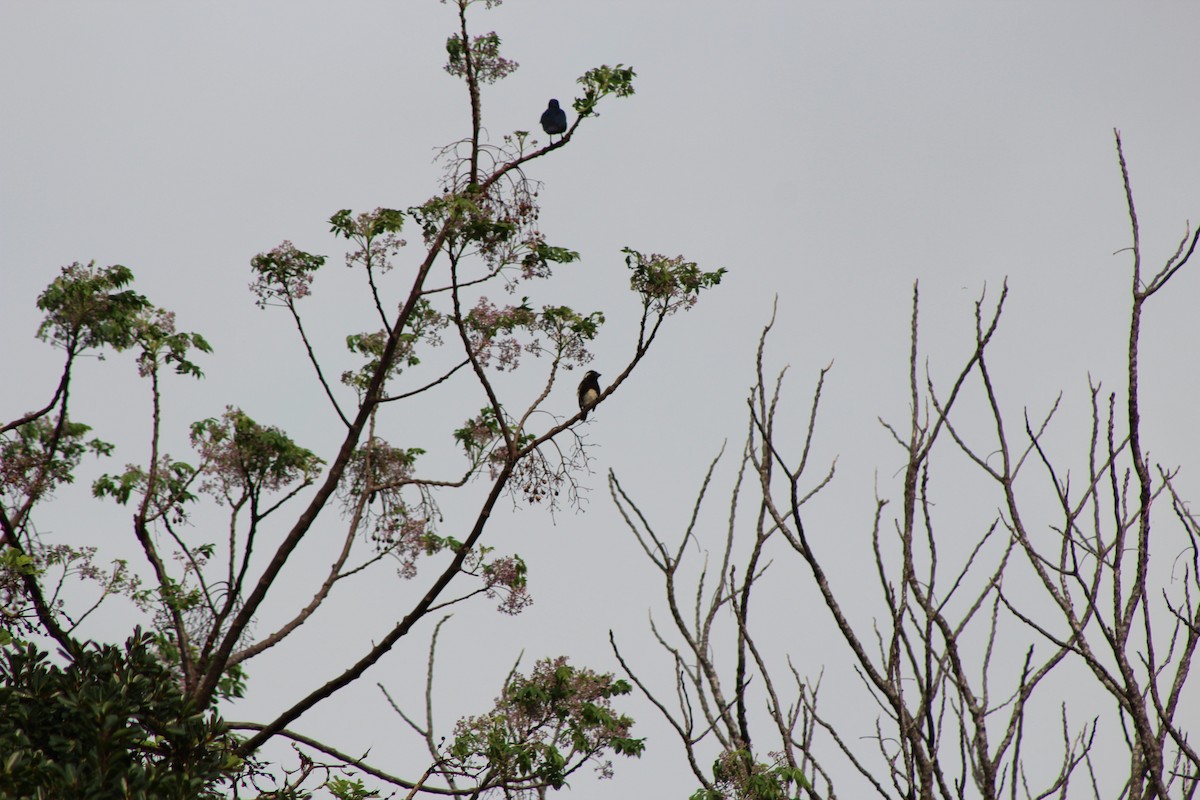 Белоухая либия - ML644162344