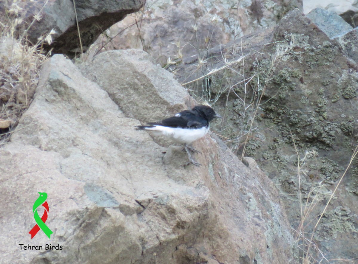 Hume's Wheatear - ML644162351