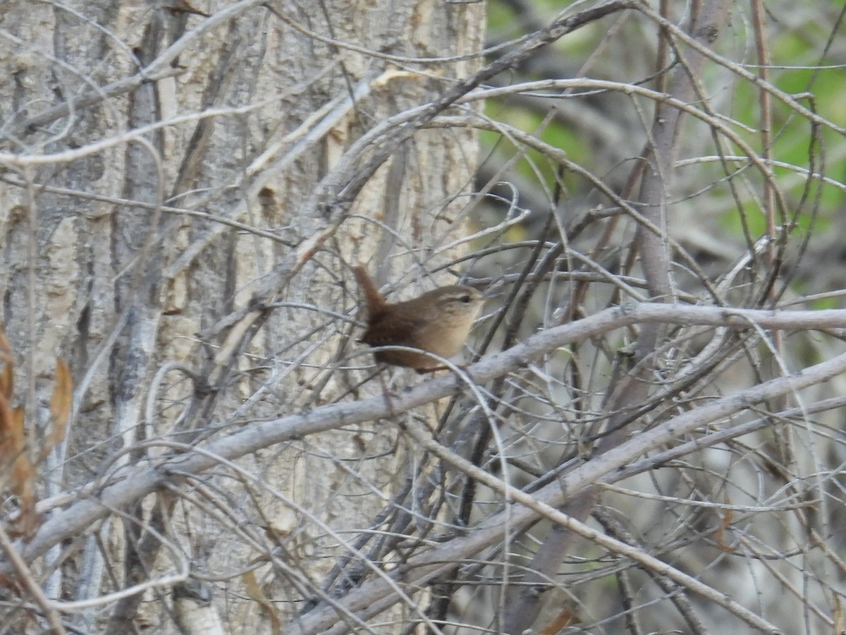 フユミソサザイ - ML644162356