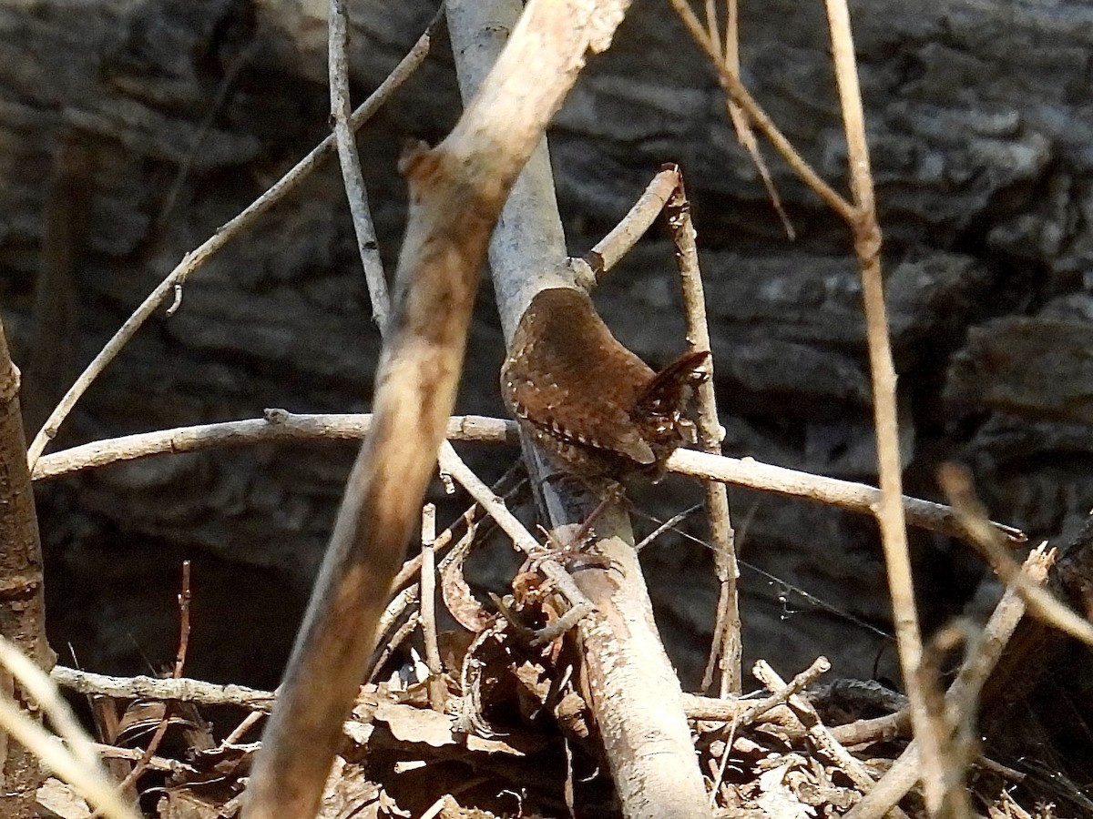 フユミソサザイ - ML644162357