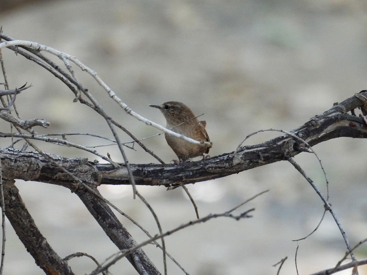 フユミソサザイ - ML644162359