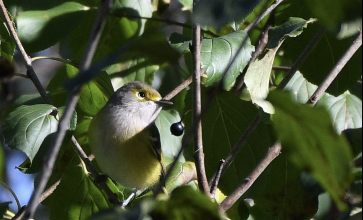 White-eyed Vireo - ML644162387