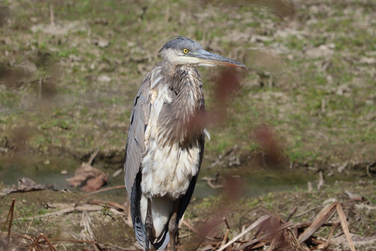 Great Blue Heron - ML644162388