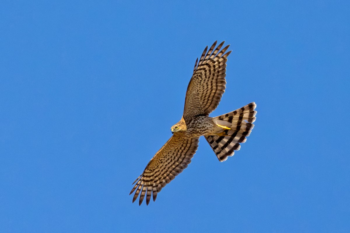 krahujec americký - ML644162406