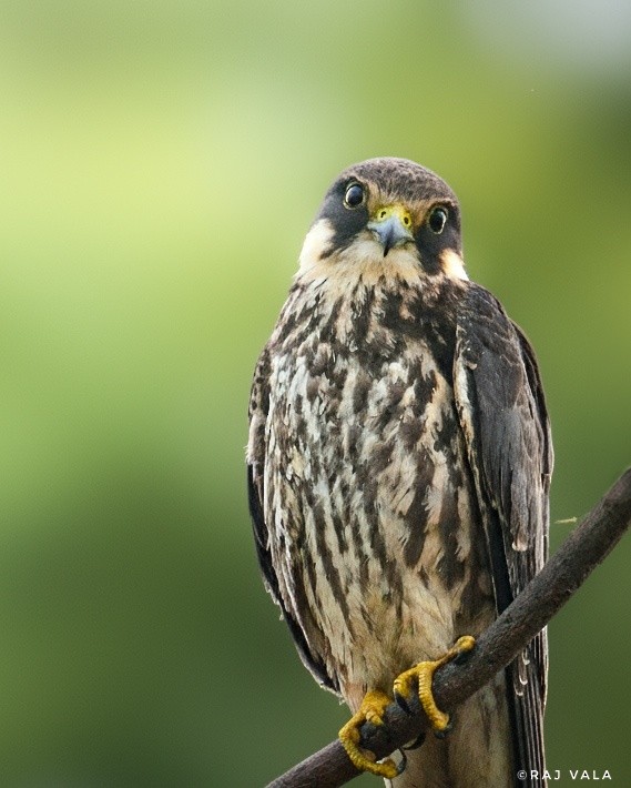 Eurasian Hobby - ML644162409
