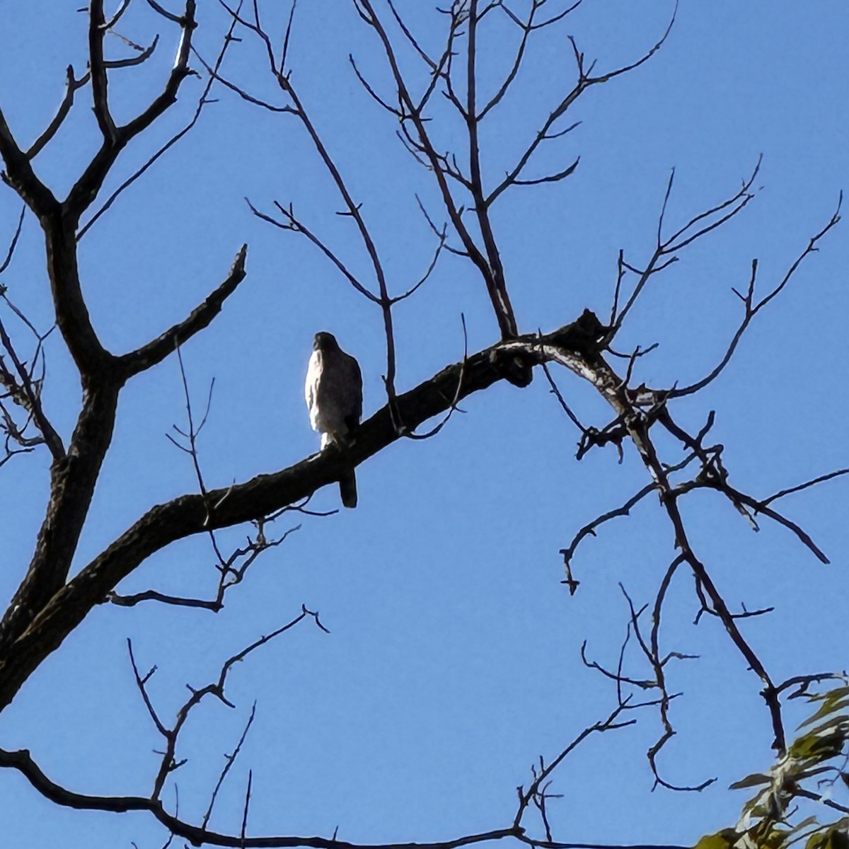 Cooper's Hawk - ML644162416