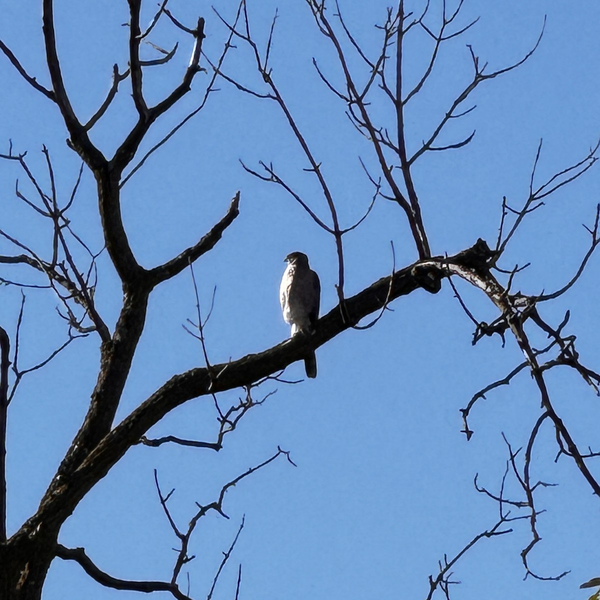 Cooper's Hawk - ML644162417