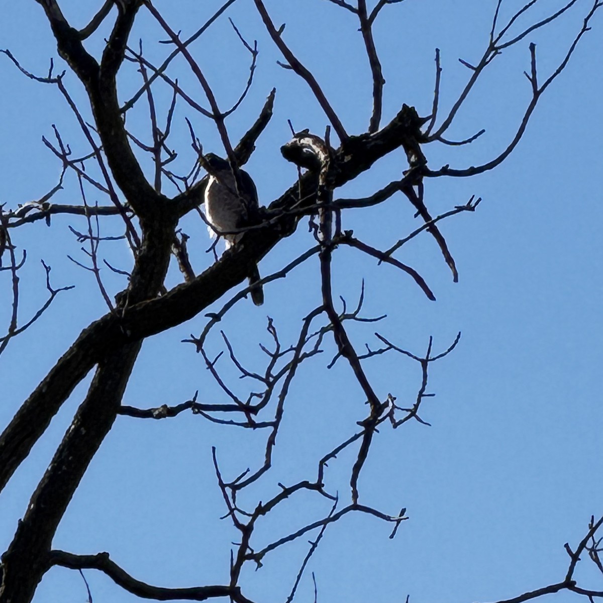 Cooper's Hawk - ML644162418