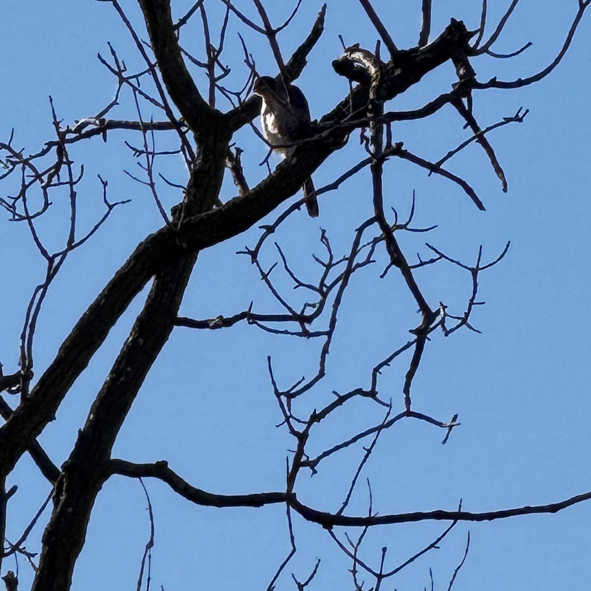 Cooper's Hawk - ML644162419