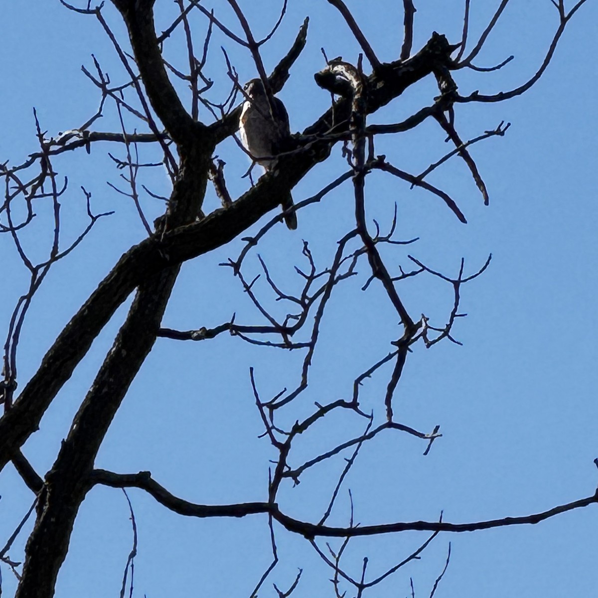 Cooper's Hawk - ML644162420