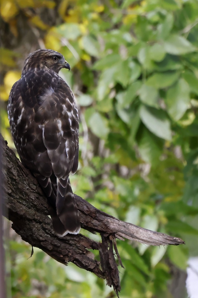káně páskovaná - ML644162425
