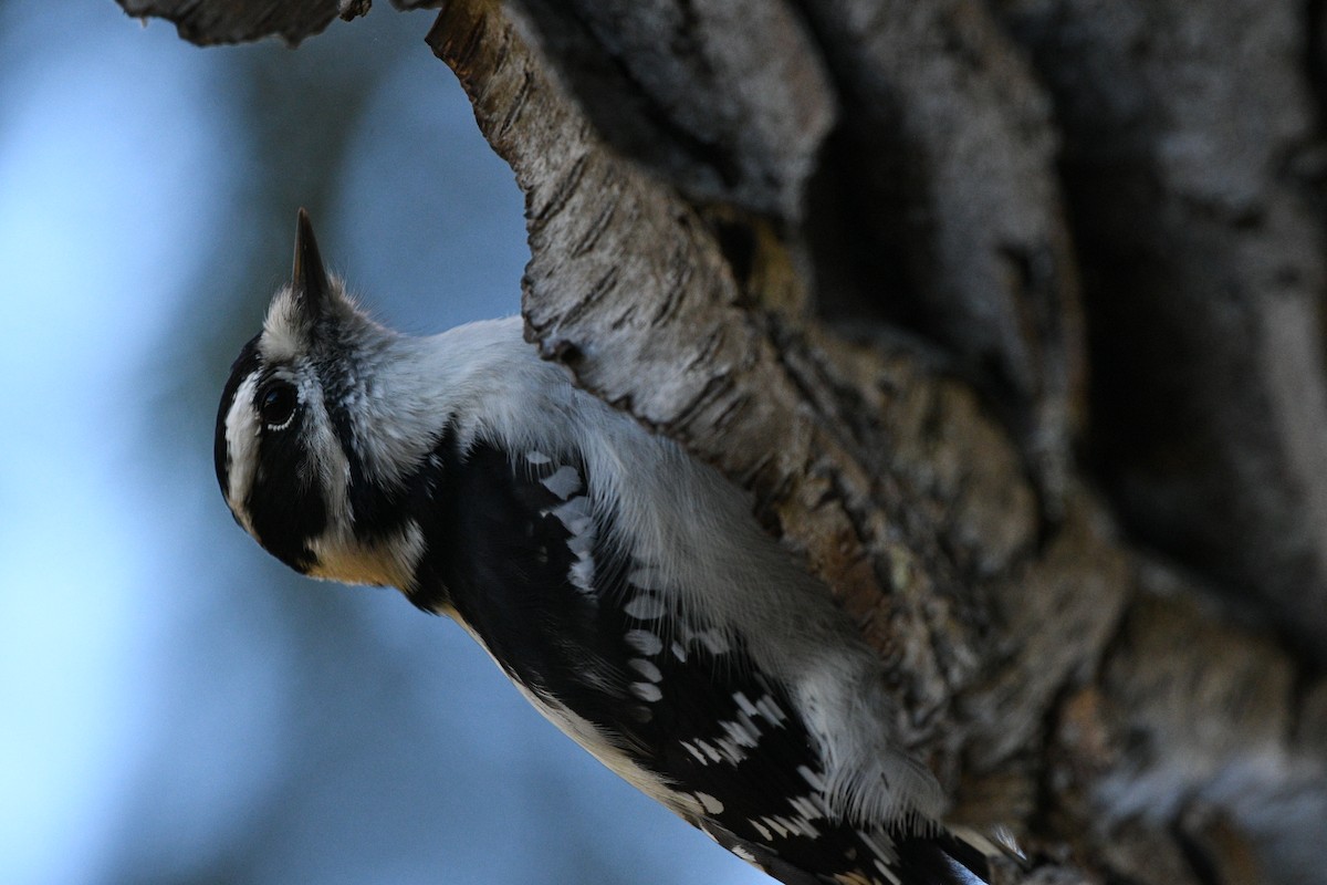 Downy Woodpecker - ML644162431