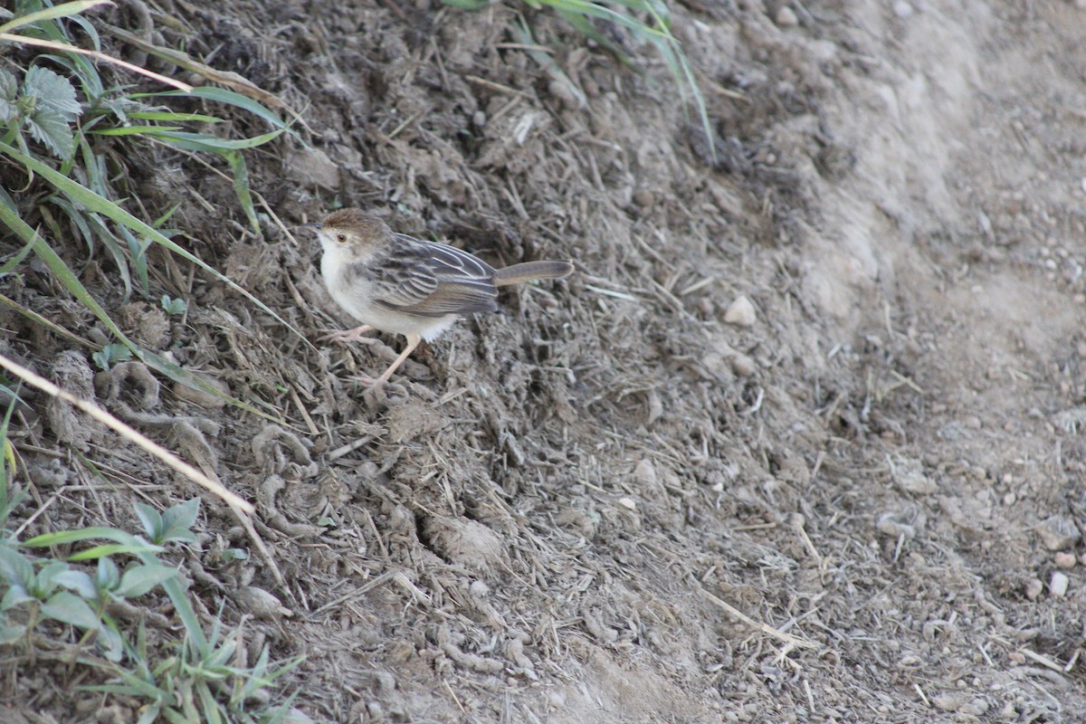 Rattling Cisticola - ML644162432