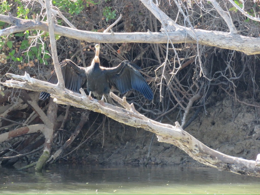 anhinga africká - ML644162438